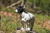 BOULEDOGUE FRANCAIS 1132